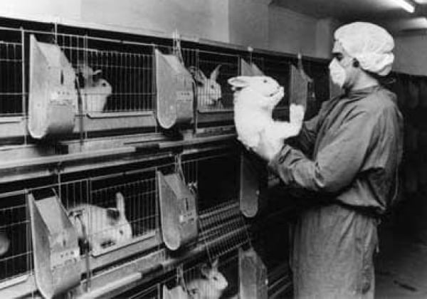 Journée pour les animaux dans les laboratoires : pourquoi est-elle vitale ?