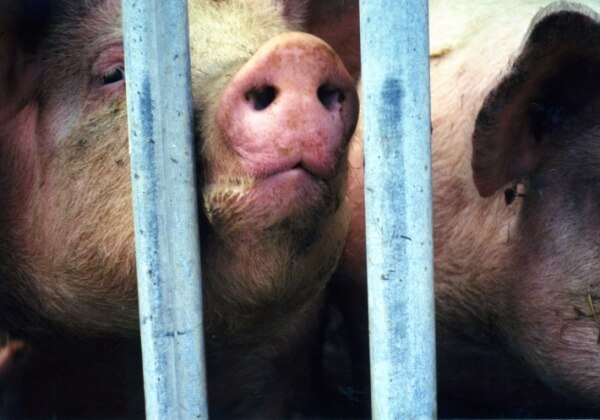 #EndTheCageAge : Rejoignez l’appel pour faire interdire les cages dans les élevages