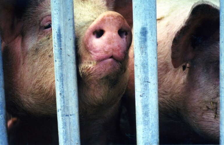 #EndTheCageAge : Rejoignez l’appel pour faire interdire les cages dans les élevages
