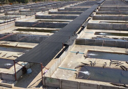 Des dizaines de milliers de crocodiles confinés dans de tristes fosses en béton, de la naissance à l'abattage.