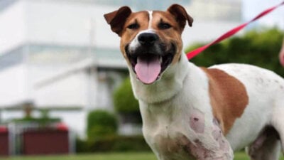 Conseils pour protéger les animaux de la chaleur cet été
