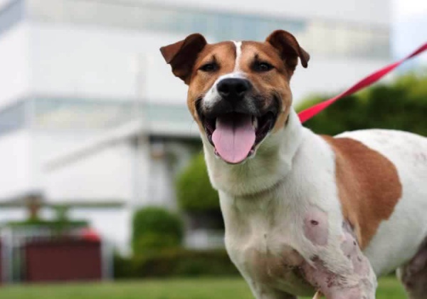 Conseils pour protéger les animaux de la chaleur cet été