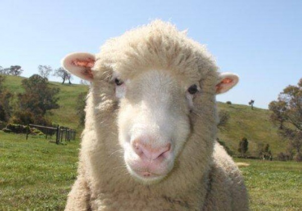 Etam dit non à la laine mérinos australienne