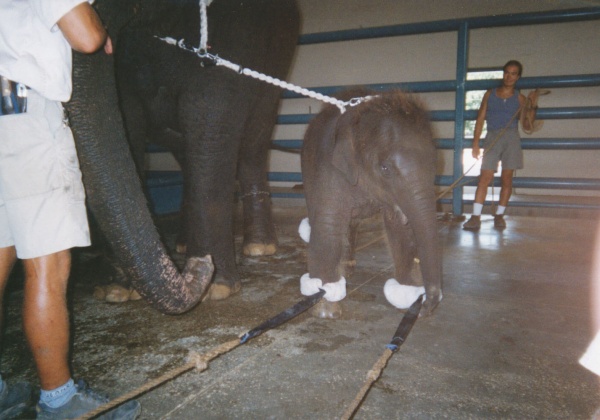 Des vétérinaires demandent la fin des cirques animaliers en France