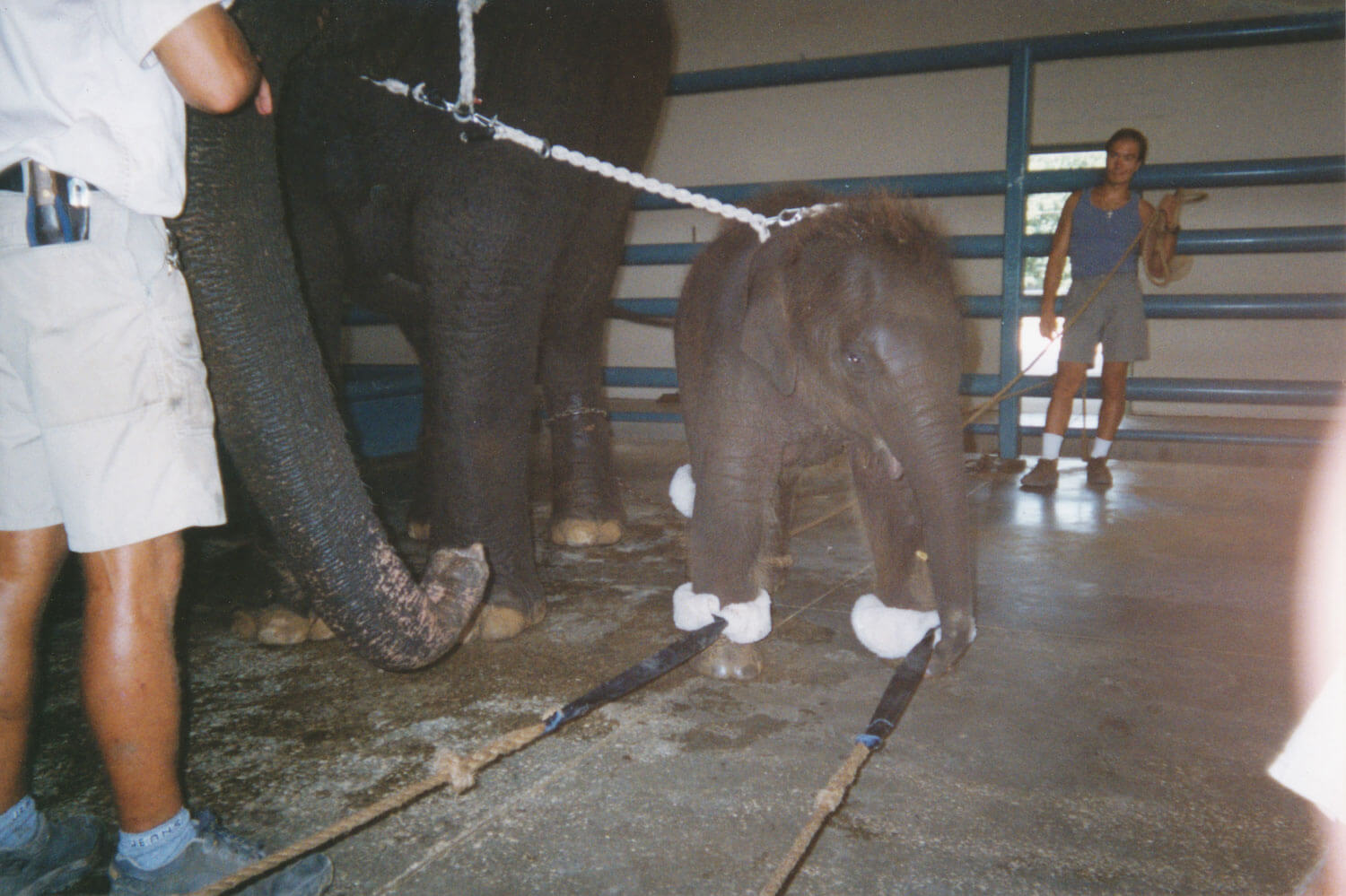 Des vétérinaires demandent la fin des cirques animaliers en France