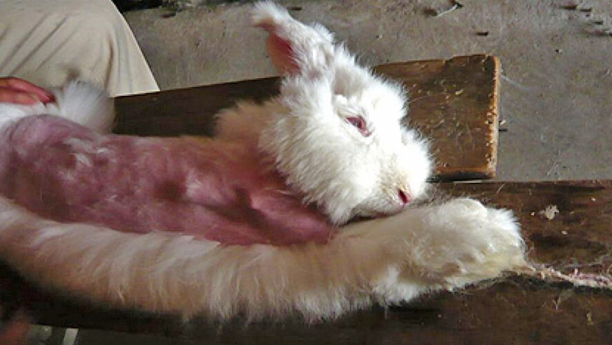 La laine angora : une torture pour les lapins
