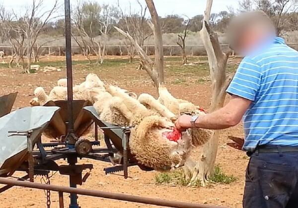Encore une vidéo qui va vous choquer : des moutons frappés, piétinés et mutilés pour la laine
