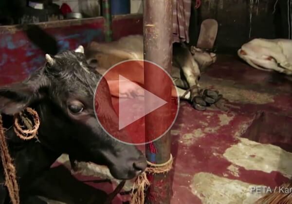 Le cuir : un enfer pour les animaux et les enfants au Bangladesh