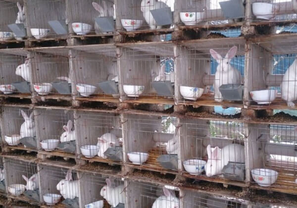 Des lapins frappés, suspendus et dépecés vivants dans l’industrie chinoise de la fourrure
