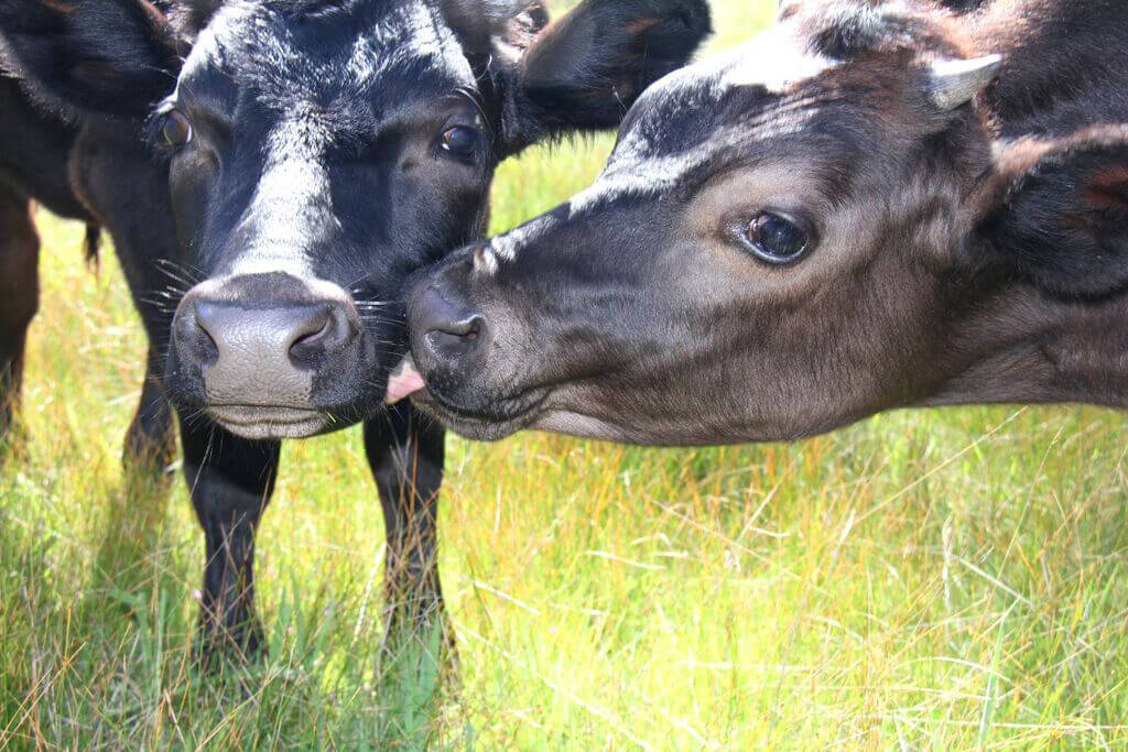 Les non-dits du scandale Lactalis