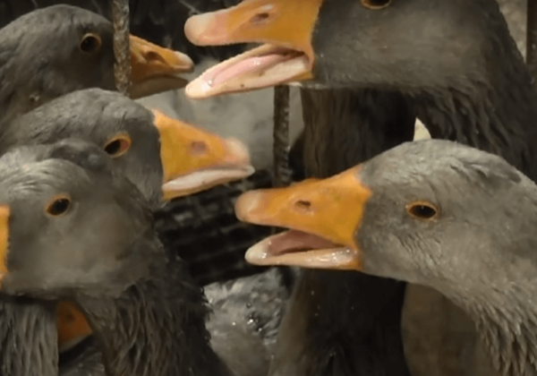 Révélations sur la cruauté du foie gras français