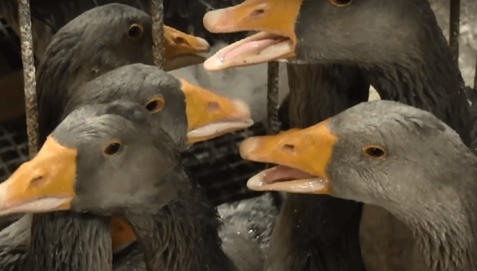 Révélations sur la cruauté du foie gras français