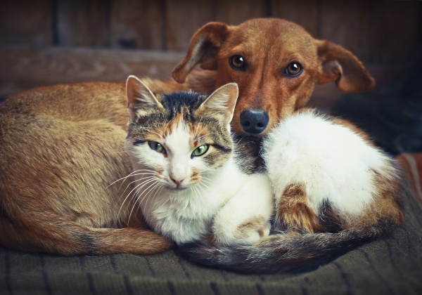 6 moyens d’agir pour les animaux ce Noël