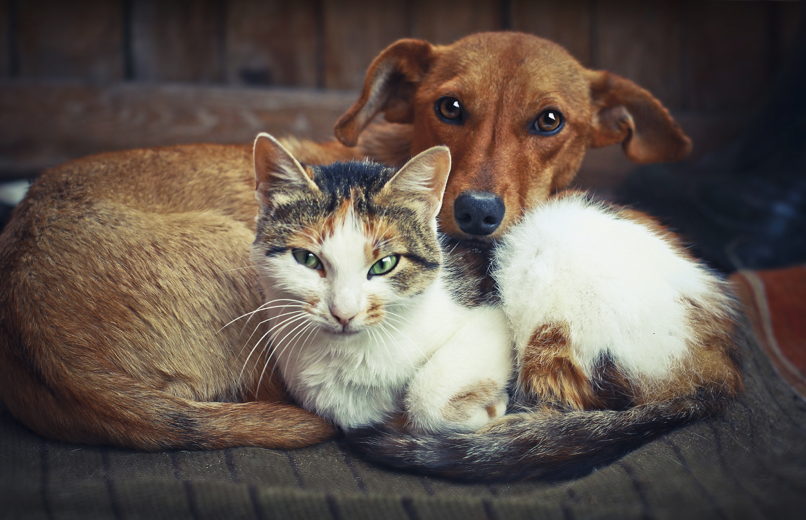 6 moyens d’agir pour les animaux ce Noël