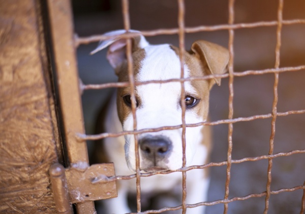 Comment lutter contre les abandons pendant les vacances ?