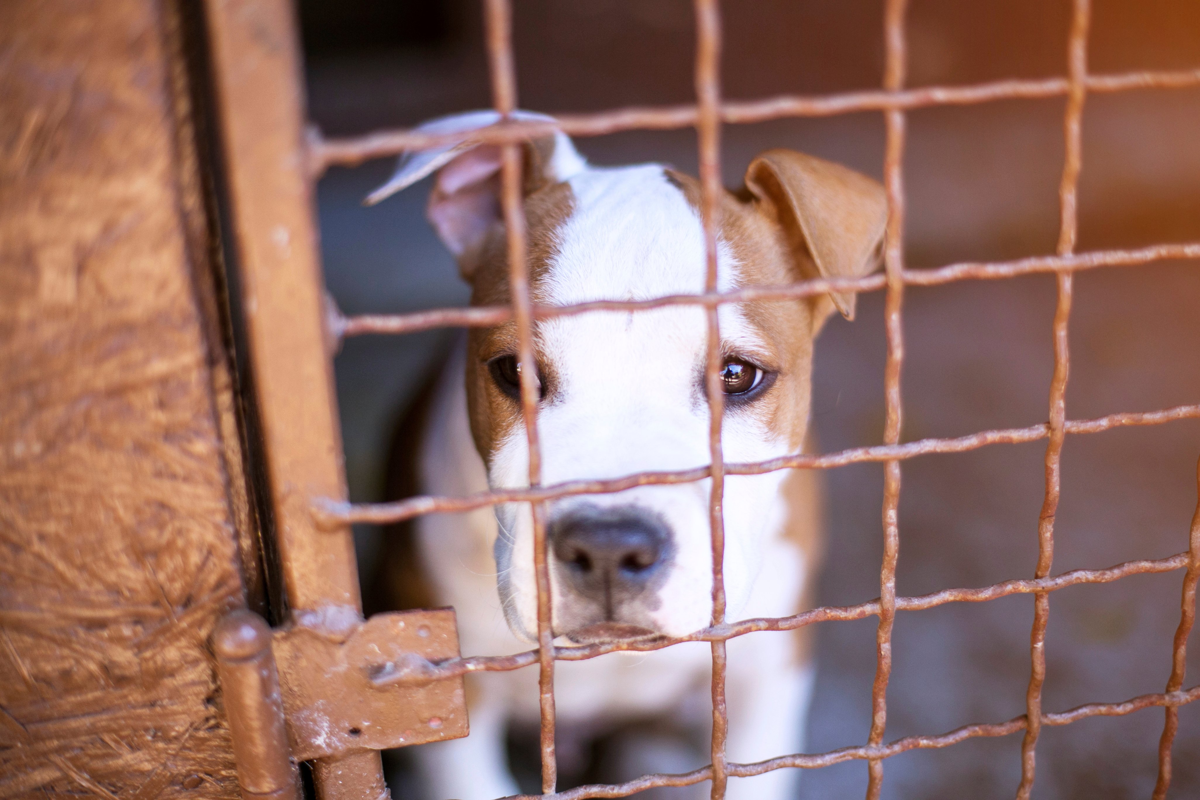 Comment lutter contre les abandons pendant les vacances ?