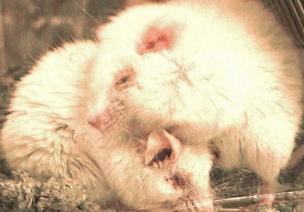 Aidez à mettre fin aux tests évitables de produits chimiques sur les animaux dans l’UE