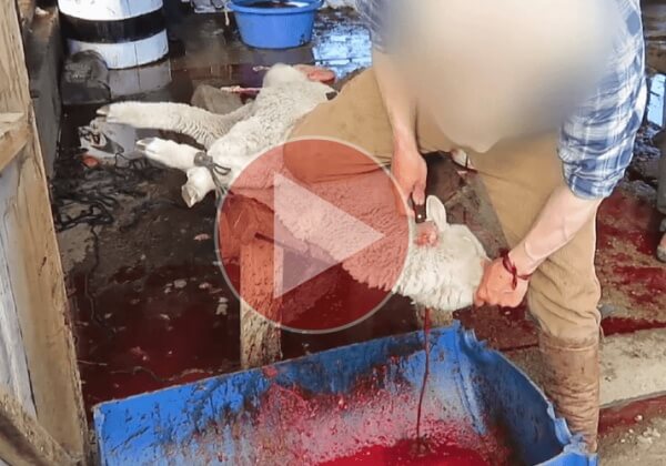 La laine de « filière responsable » de Patagonia en images : des agneaux écorchés, des gorges tranchées, des queues sectionnées