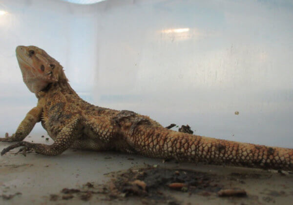 L&rsquo;horrible commerce des reptiles de compagnie