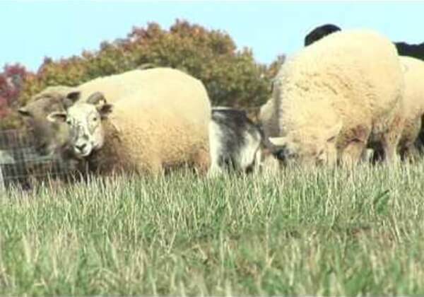 Révélations : des agneaux mutilés, des moutons battus à coup de pied et de tondeuse électrique dans un élevage lainier en Argentine