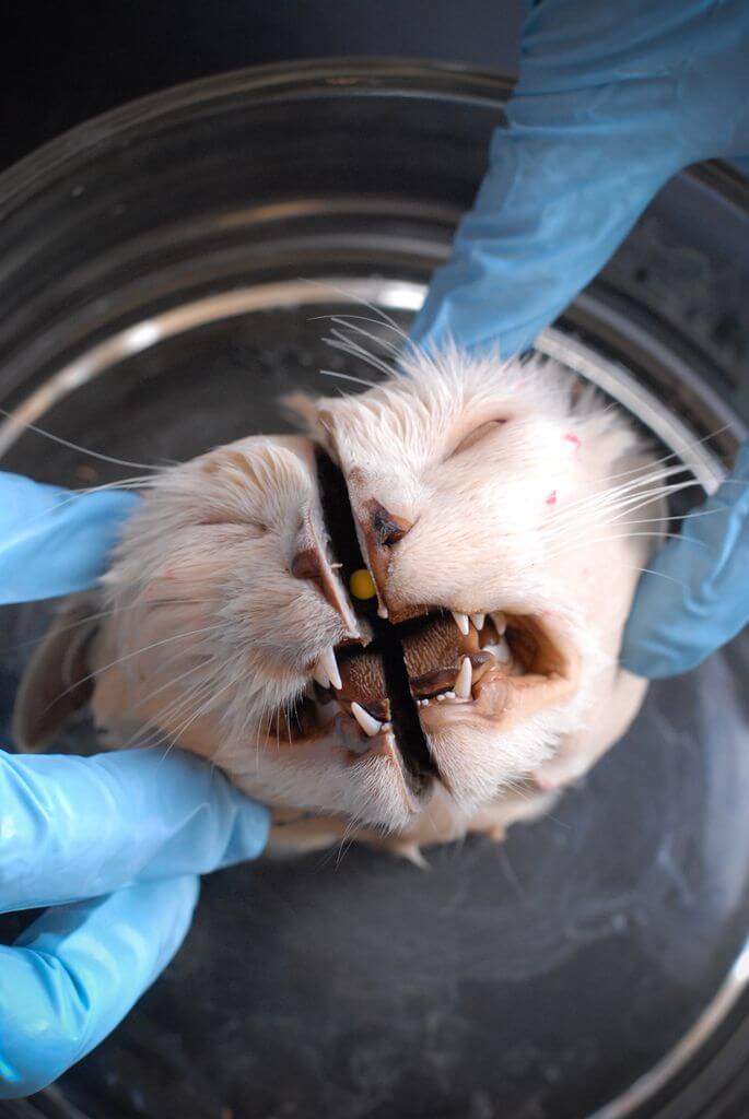 dissection chat tête université
