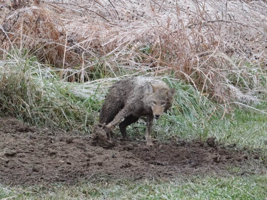 coyote piège machoire acier fourrure