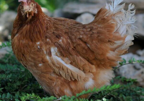 poule pondeuse refuge