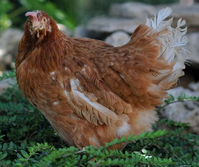 poule pondeuse refuge