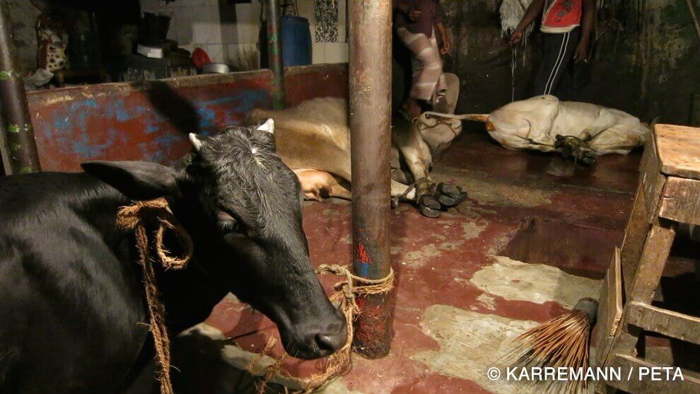 Lindustrie Du Cuir Animaux Utilisés Pour Les Vêtements