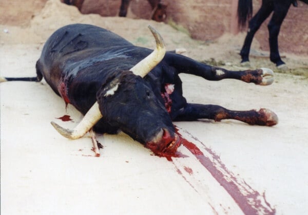 Aidez-nous à mettre fin à la torture des taureaux à Pampelune