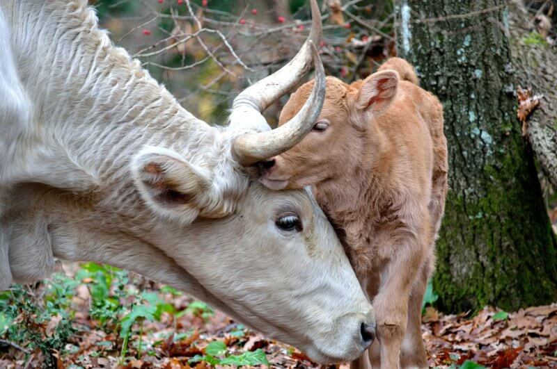 vache veau