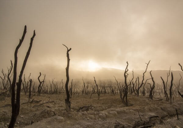 déforestation viande élavage environnement