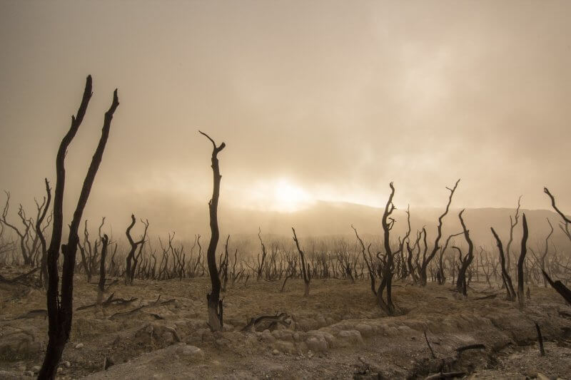 déforestation viande élavage environnement