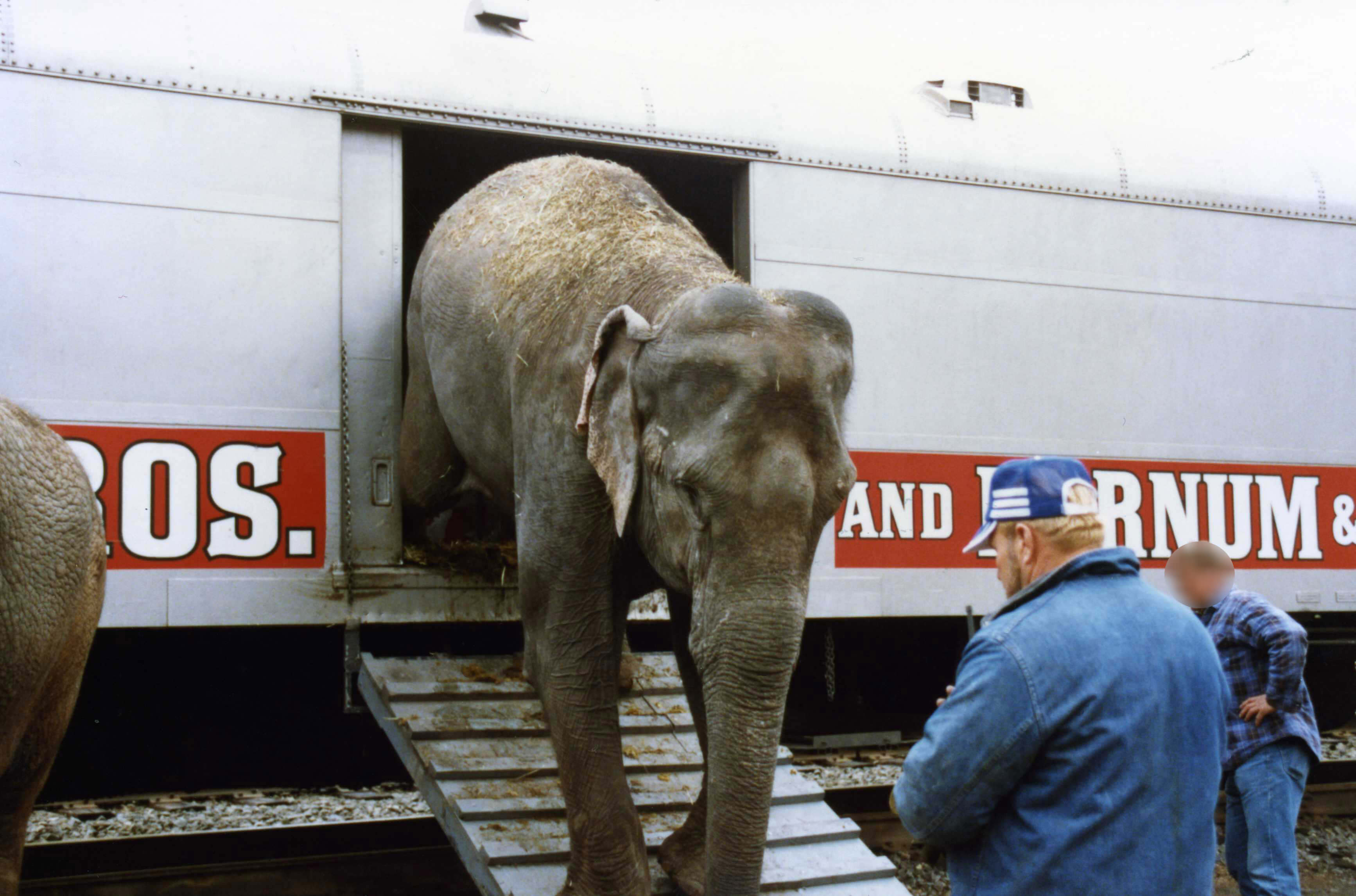 Les Animaux De Cirque Aux Premiere Loges D Un Spectacle Cruel Animaux Utilises Pour Le Divertissement Peta France Les Animaux De Cirque Aux Premiere Loges D Un Spectacle Cruel Animaux Utilises Pour Le Divertissement Peta France