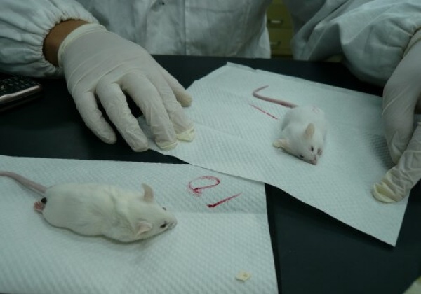 Animals Used in Medical Training