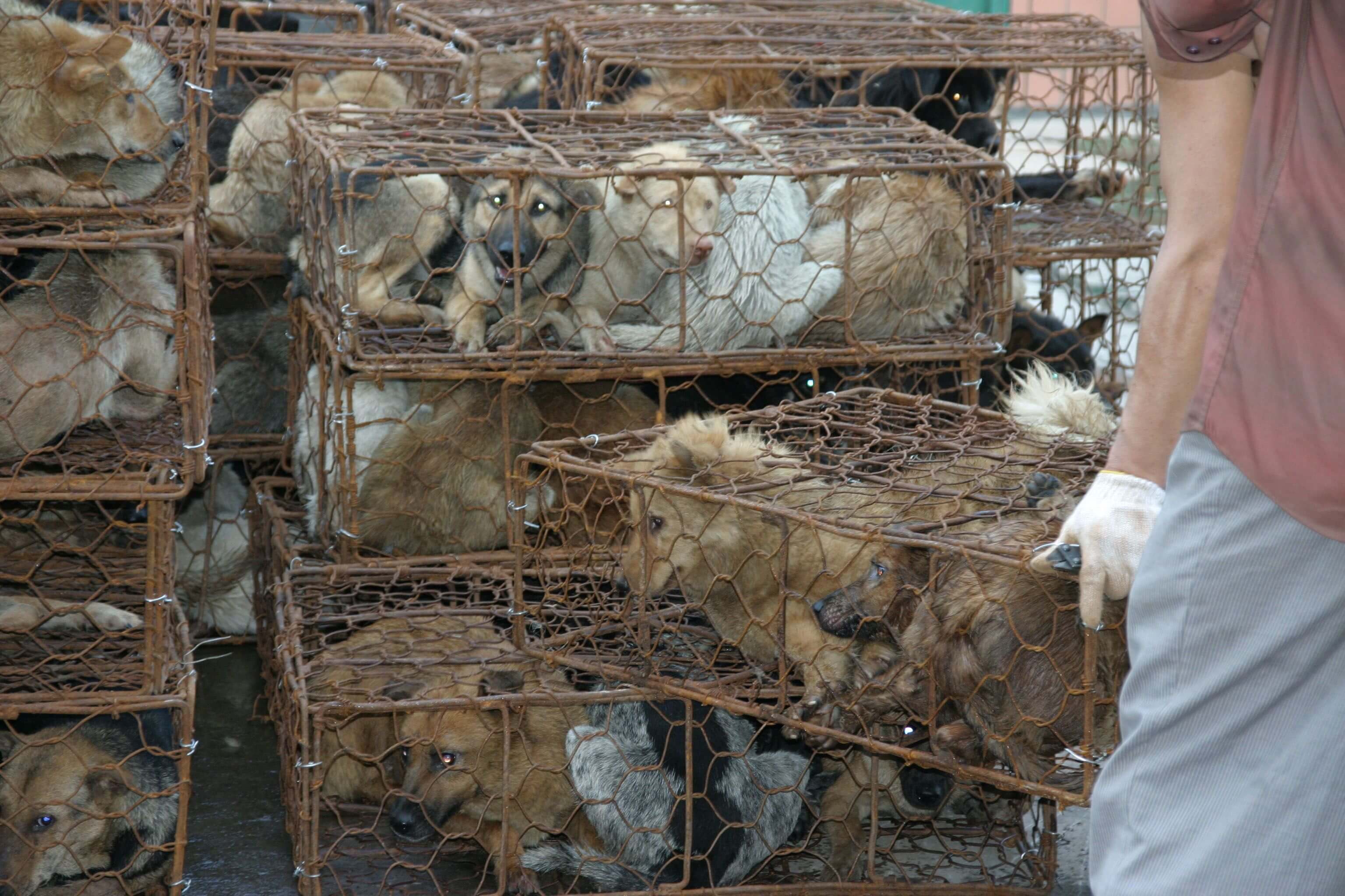 La barbarie du commerce de la fourrure