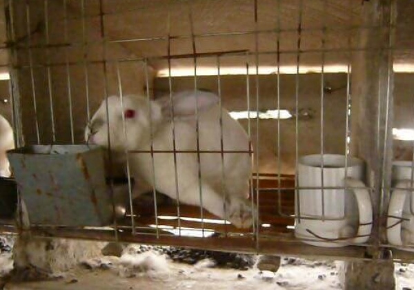 Des lapins frappés, suspendus et dépecés vivants dans l’industrie chinoise de la fourrure