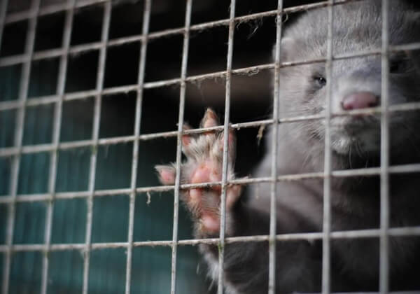 Cinq minutes de votre temps pourraient contribuer à faire interdire la vente de fourrure au Royaume-Uni !