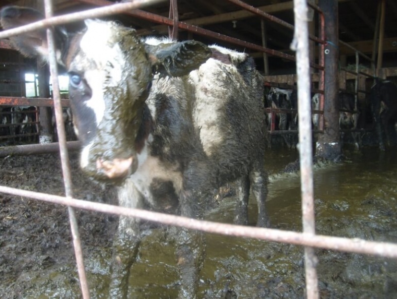 Dairy