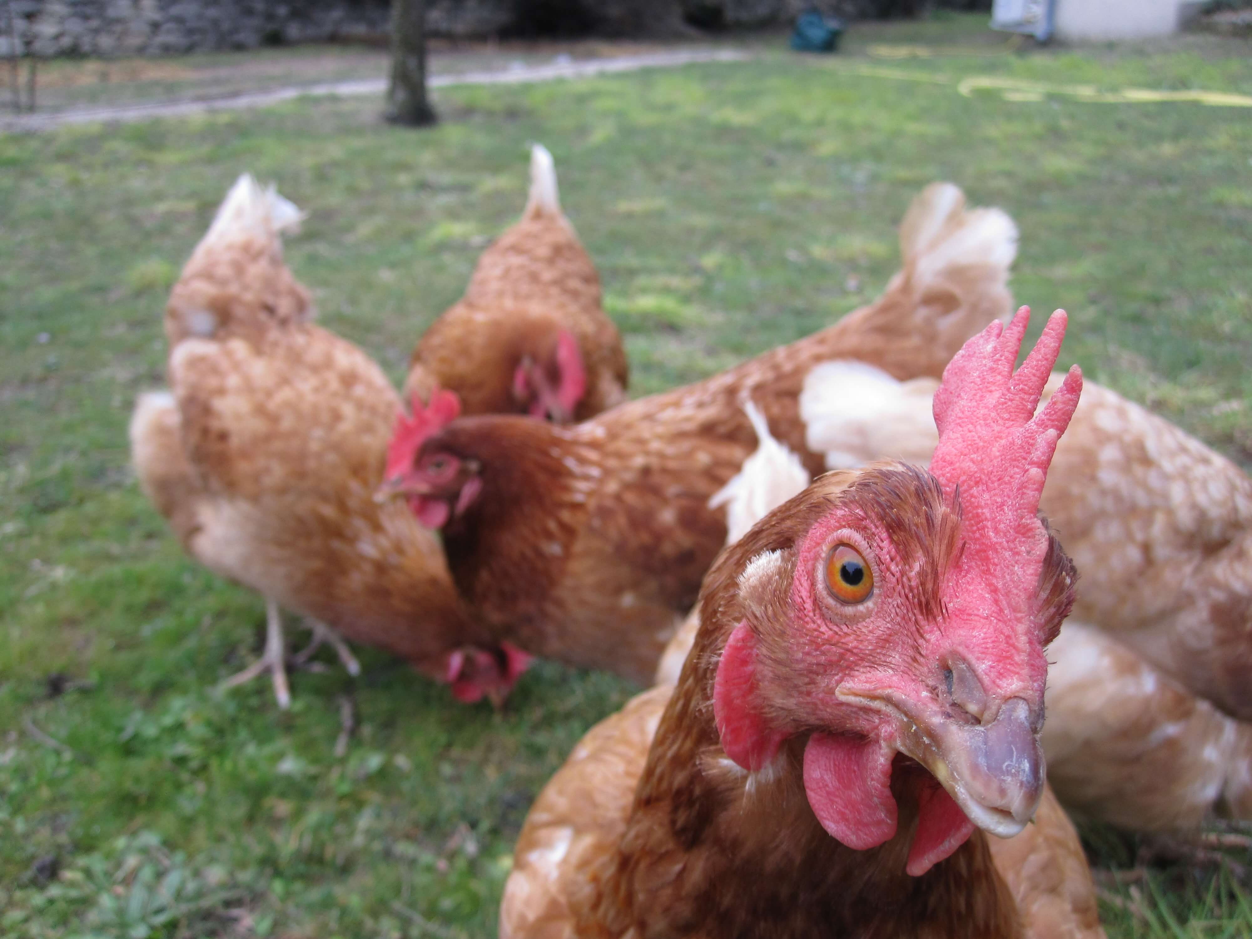 Combien d'œufs par jour et par an peut pondre une poule ?