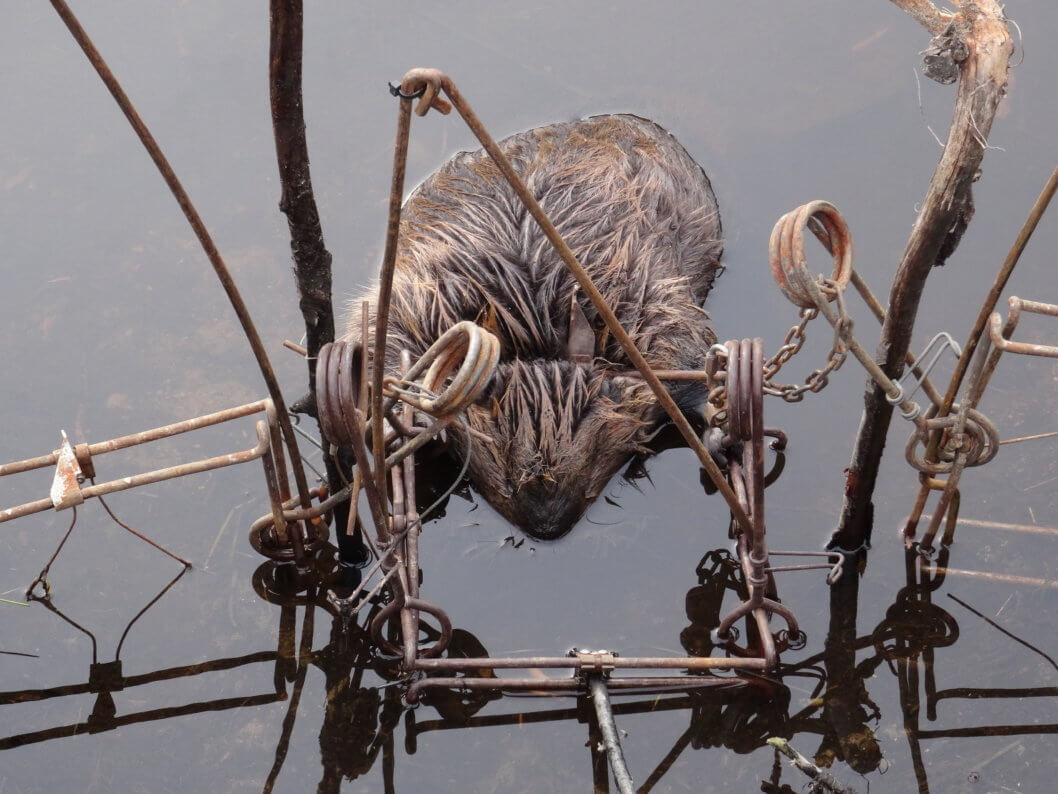 castor mort piège aquatique fourrure États-Unis