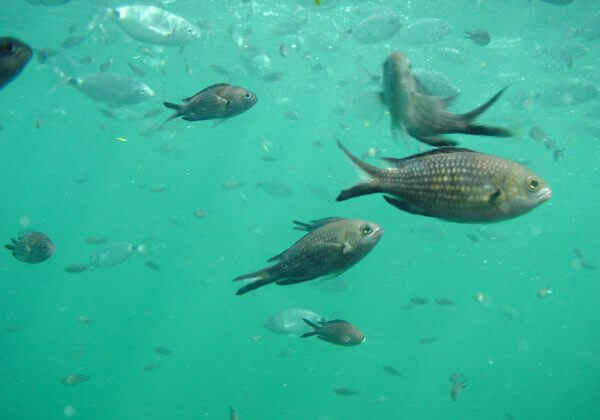 poisson animaux sensibles