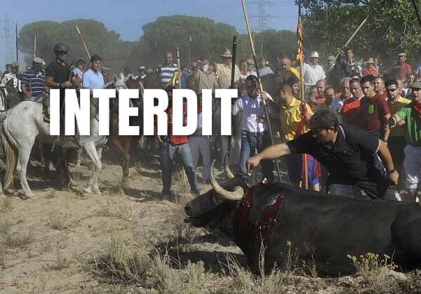 VICTOIRE : C&rsquo;est la fin du « Toro de la Vega », l&rsquo;infâme festival où des taureaux étaient tués à la lance !