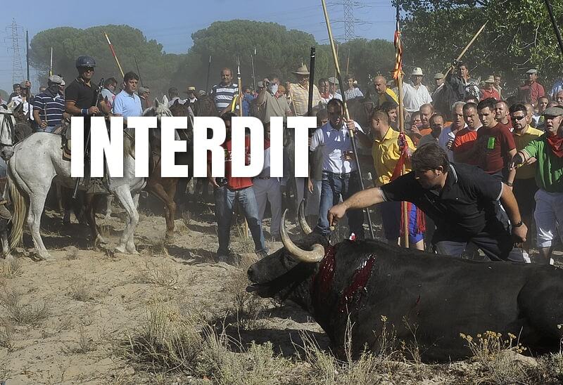 toro de la vega interdit