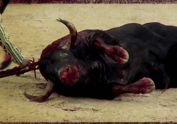 Recul majeur : l’interdiction de la corrida en Catalogne est annulée