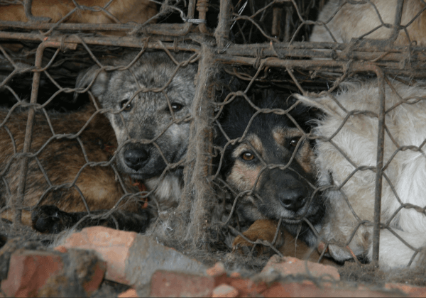 Des animaux comme ceux du festival de Yulin ont besoin de votre aide