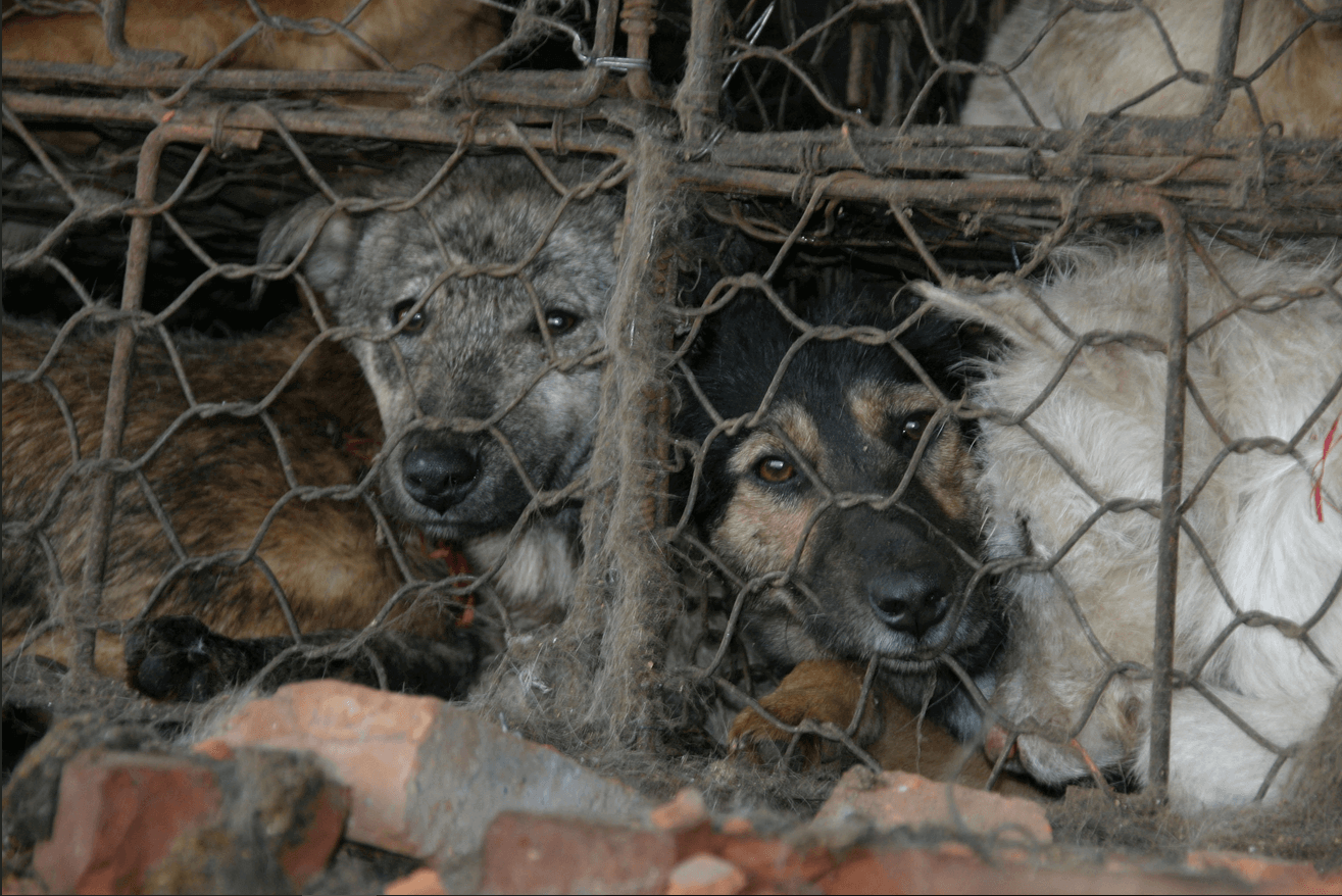 Des animaux comme ceux du festival de Yulin ont besoin de votre aide