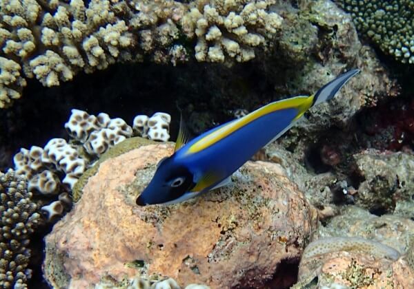 Quel est le message du « Monde de Dory » ?