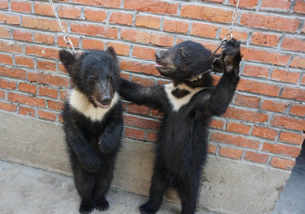 Des oursons et des lions battus, enchainés et démunis dans l’industrie chinoise des cirques