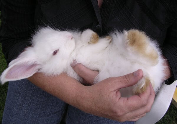 Bonne nouvelle pour les lapins : Citadium arrête l’angora
